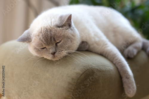 Sleepy British shorthair cat