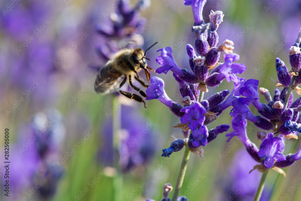 Abeille butinant des fleurs de lavande sauvage dans la montagne, Hautes-Alpes, France Abeille butinant des fleurs de lavande sauvage dans la montagne, Hautes-Alpes, France
