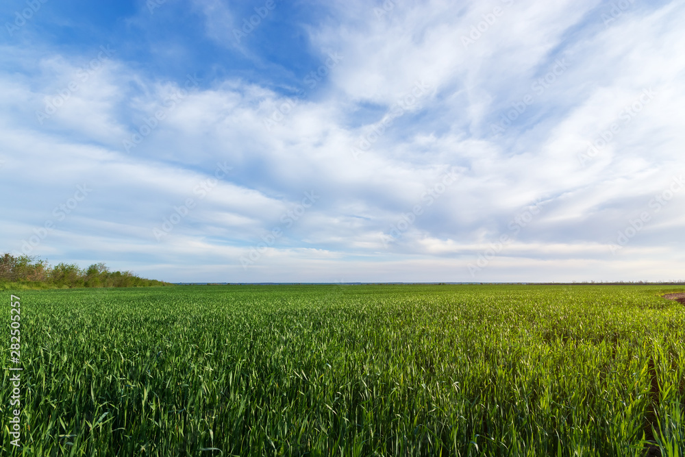 green young wheat field / bright Sunny day agriculture