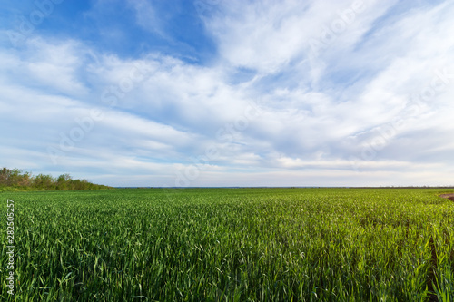 green young wheat field / bright Sunny day agriculture