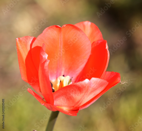 red tulip