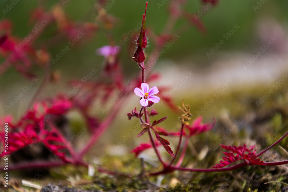 Obraz premium Herb Robert (Geranium Robertianum). One pink flower with red leaves at the end of the flowering season