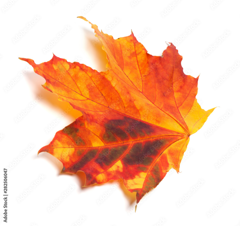 Obraz premium Autumn maple-leaf