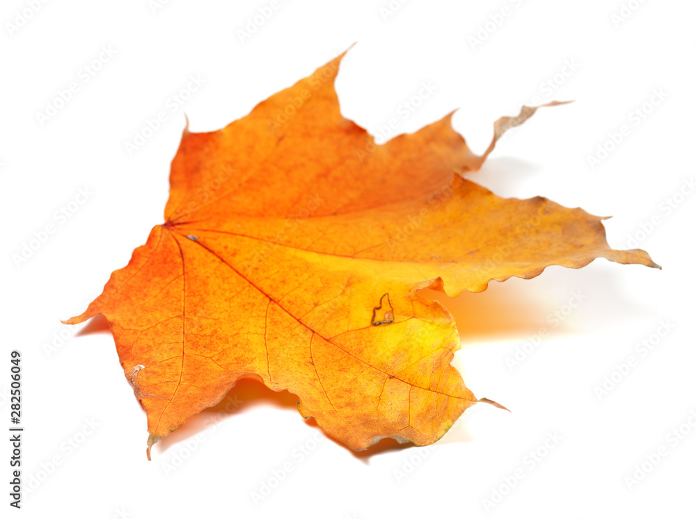 Autumn yellow maple leaf. Selective focus. Autumn yellow maple leaf. Selective focus.
