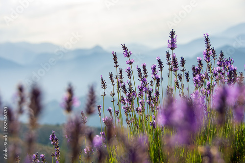 Fleurs de lavande sauvage dans la montagne  Hautes-Alpes  France