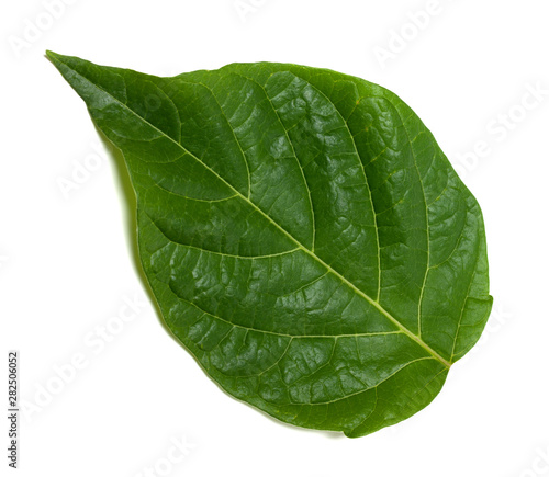 Spring leaf on white