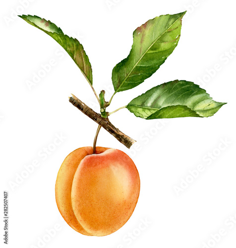 Realistic botanical watercolor illustration apricot tree branch with whole fruit and leaves. ripe juicy isolated clipart hand painted, fresh exotic food golden yellow green for food label design