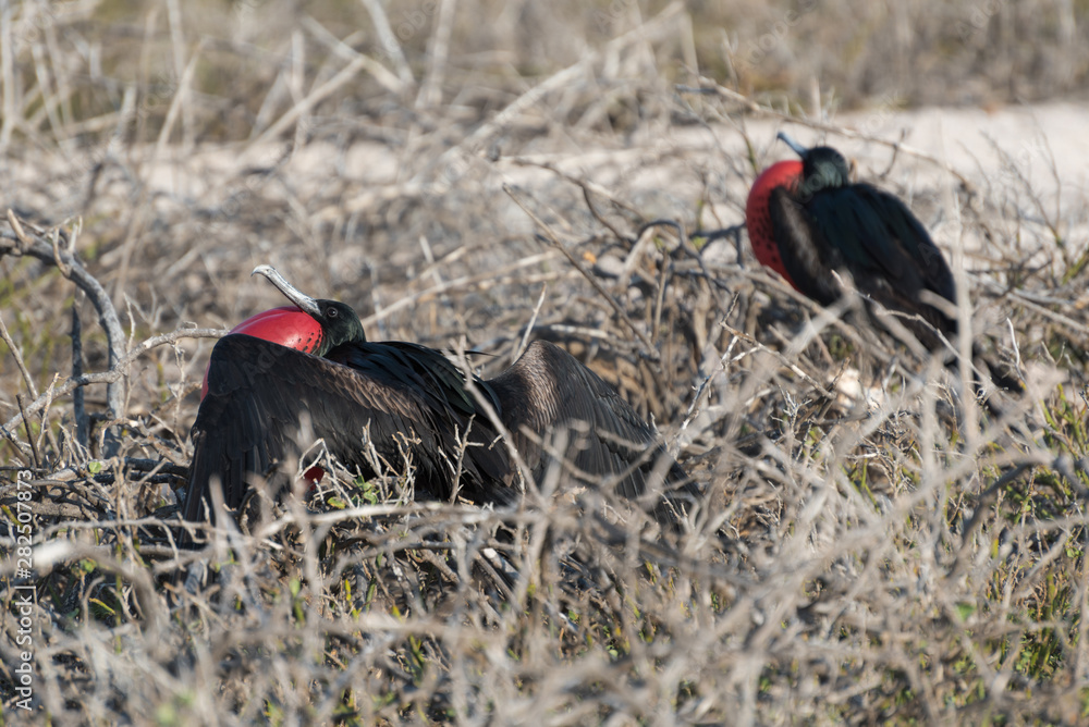 Male Great Frigatebird (Fregata minor) displaying on North Seymour, Galapagos Islands, Ecuador. Male Great Frigatebird (Fregata minor) displaying on North Seymour, Galapagos Islands, Ecuador.