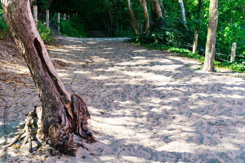 Hiking path in sand of Schoorlse Duinen, Highest Dunes of The Netherlands