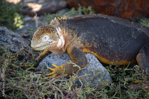 A Galapagos Land Iguana  Conolophus Subcristatus  on South Plaza  Galapagos Islands  Ecuador  South America.