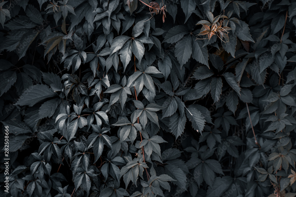 Creative layout made of green leaves. Flat lay. Nature concept Creative layout made of green leaves. Flat lay. Nature concept