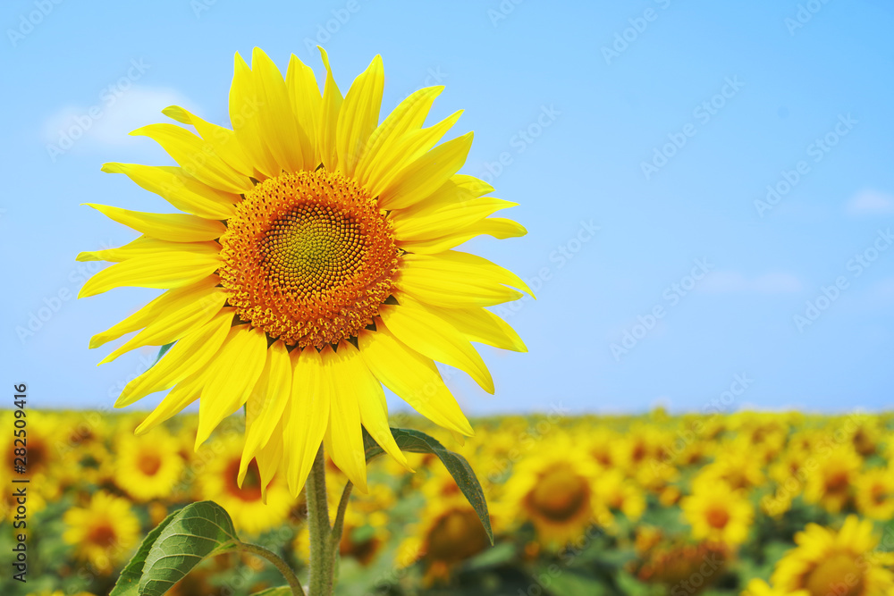 Bright yellow sunflower against the background of the blue sky Bright yellow sunflower against the background of the blue sky