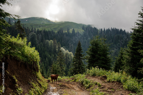 Brown cow walking up the hill in the background of the mountains © fesenko
