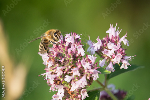 Biene beim Nektarsammeln auf einer Blüte © Aloisia