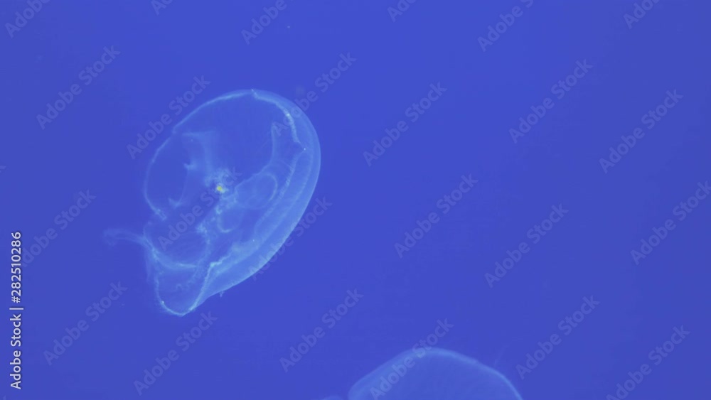 White jellyfish against blue background White jellyfish against blue background