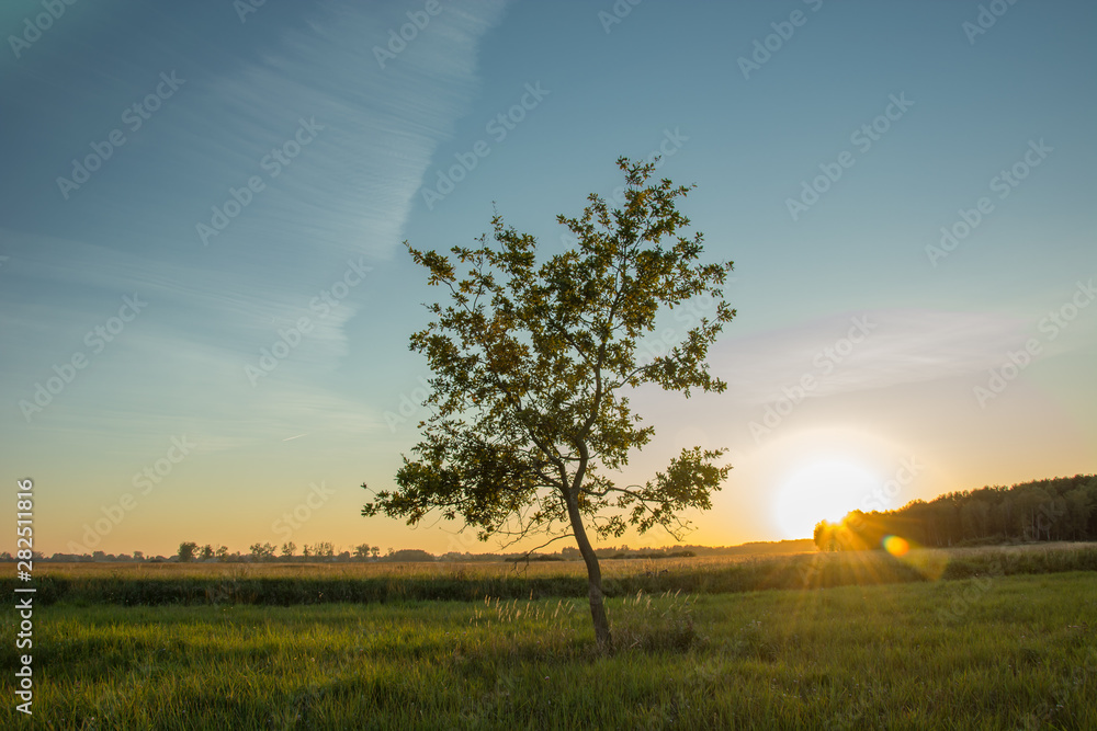 The sun on the horizon and a lonely tree
