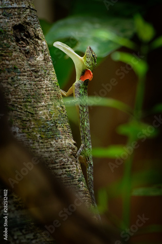 Barred gliding lizard - Draco taeniopterus - Draco is a genus of agamid lizards that are also known as flying lizards, flying dragons or gliding lizards. These lizards are capable of gliding flight © phototrip.cz