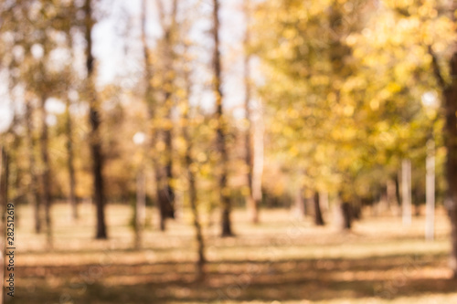 Idyllic Autumn trees out of focus, natural bokeh background