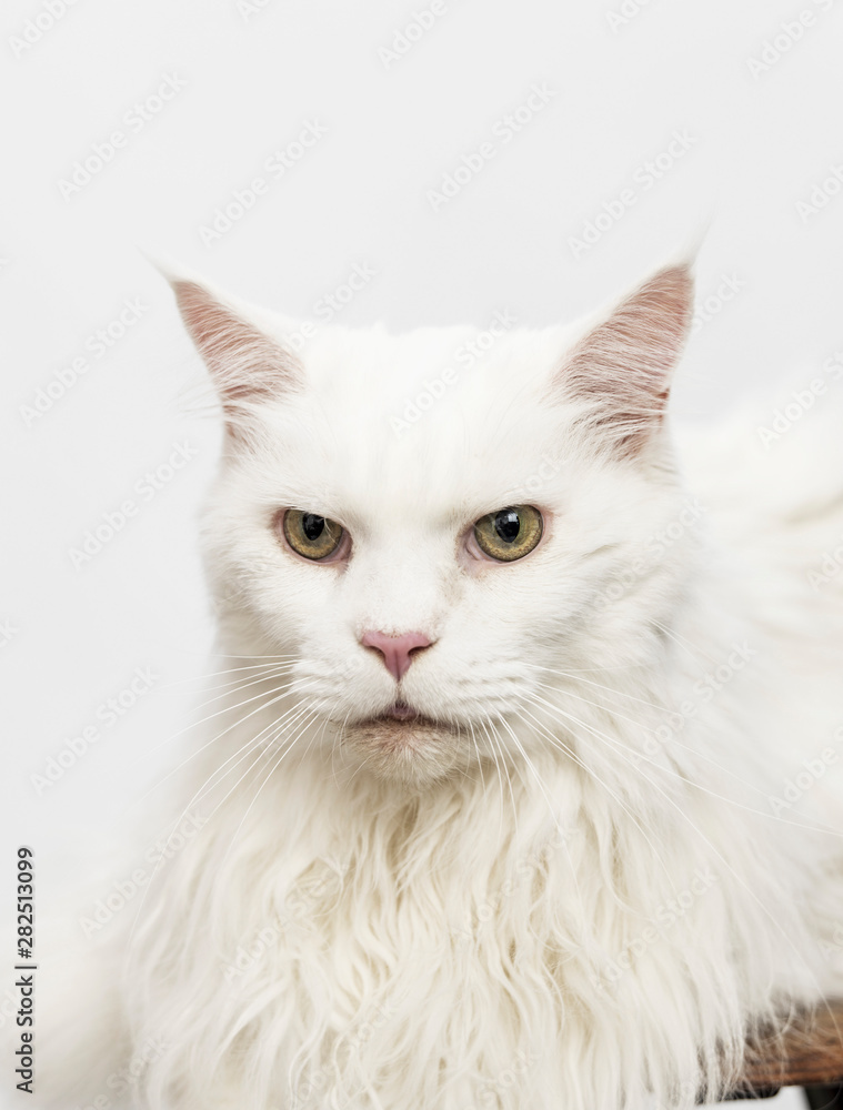 Close up of white cat Close up of white cat