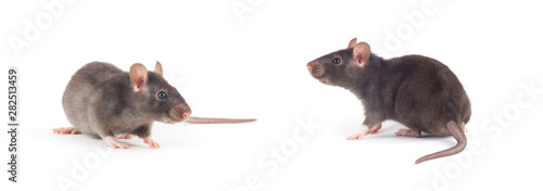 Fotografie, Obraz rat close-up isolated on white background