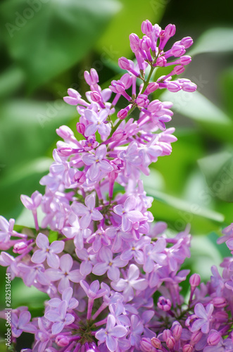 Lilac blossoming branches  Selective focus