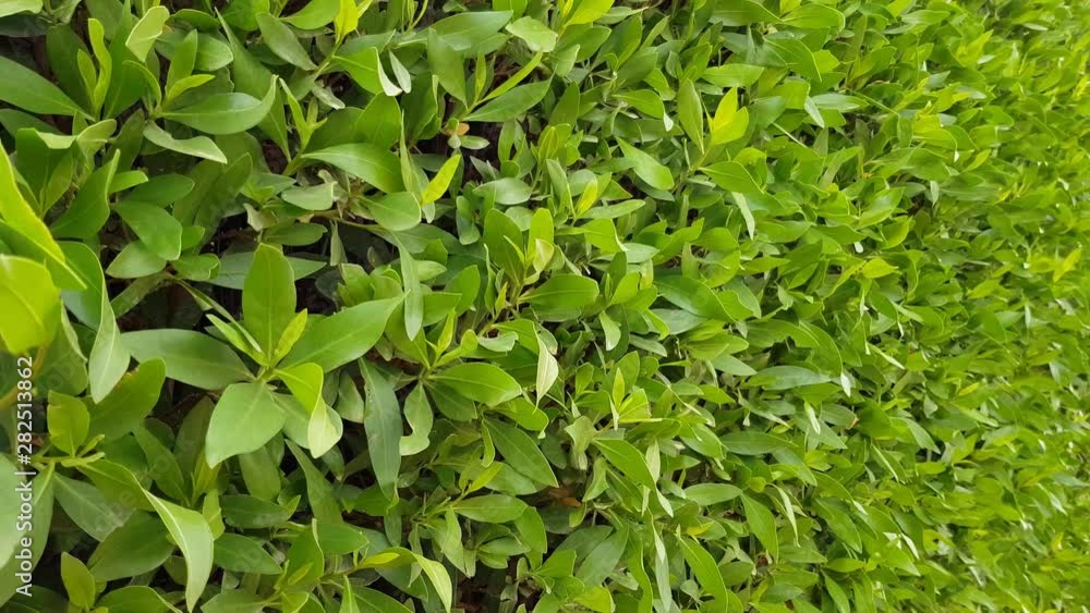 green bushes background. a lot of foliage on the branches. leaves flutter in the wind green bushes background. a lot of foliage on the branches. leaves flutter in the wind
