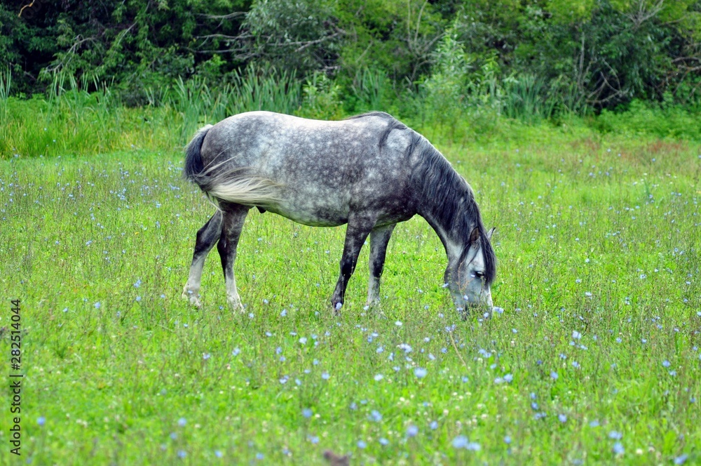 Grey horse with apples on fresh grass Grey horse with apples on fresh grass