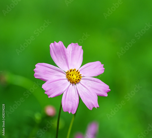 Field of cosmos flower background