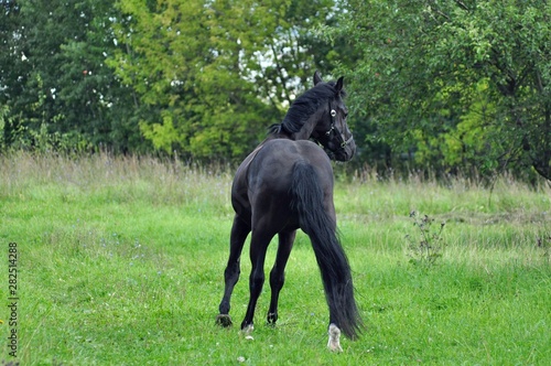 Black horse on the field