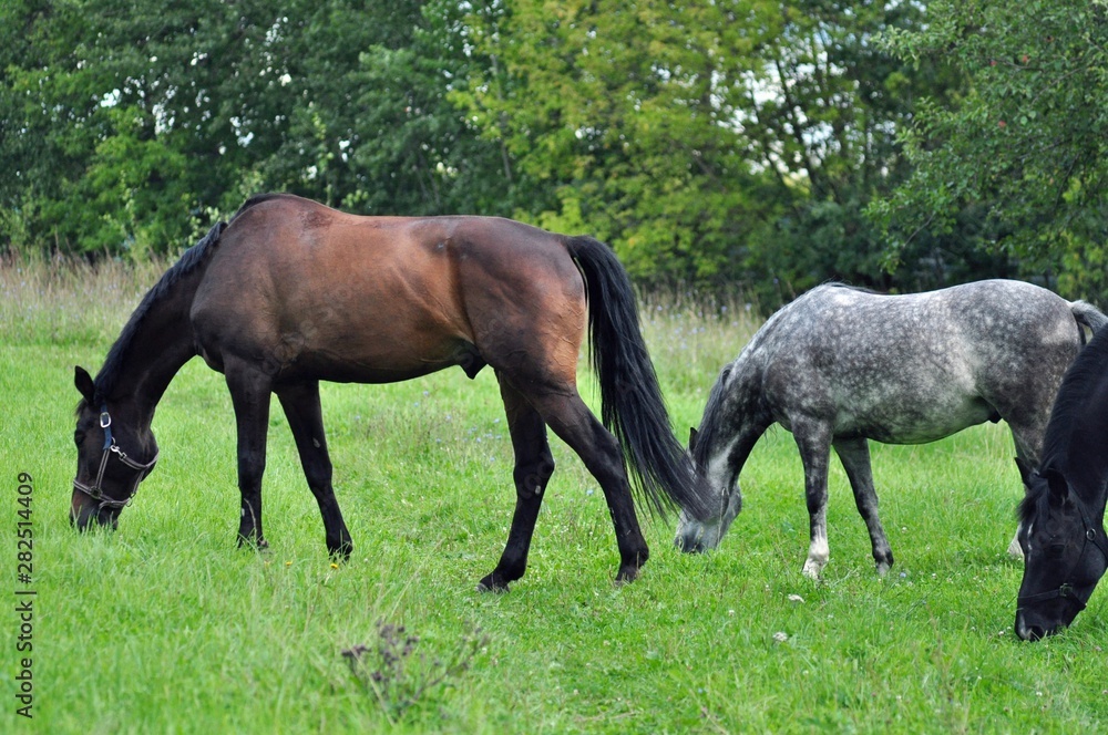 Horses in the pasture on a summer day Horses in the pasture on a summer day