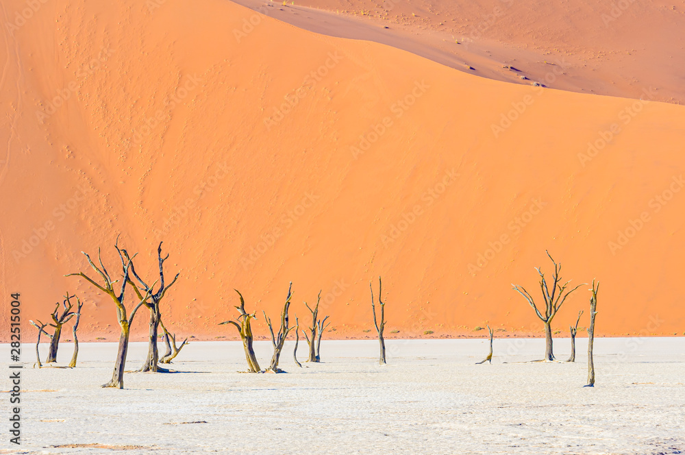 Dead camel thorn trees in the salt pan Deadvlei, with massive red sand dunes behind. Deadvlei, Sossusvlei, Namibia Dead camel thorn trees in the salt pan Deadvlei, with massive red sand dunes behind. Deadvlei, Sossusvlei, Namibia