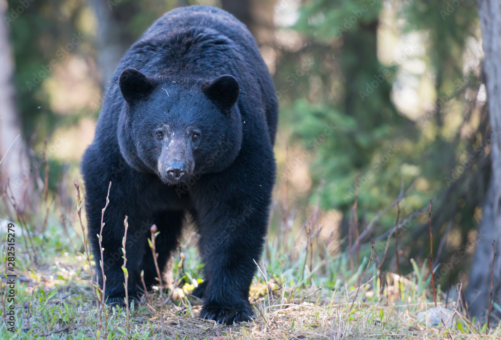 Fototapeta premium Black bear in the wild