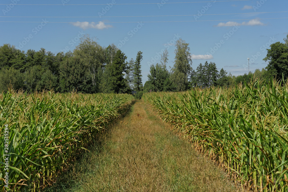 Fototapeta premium uprawa kukurydzy 