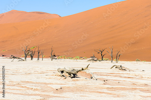 Dead camel thorn trees in the salt pan Deadvlei, with massive red sand dunes behind. Deadvlei, Sossusvlei, Namibia