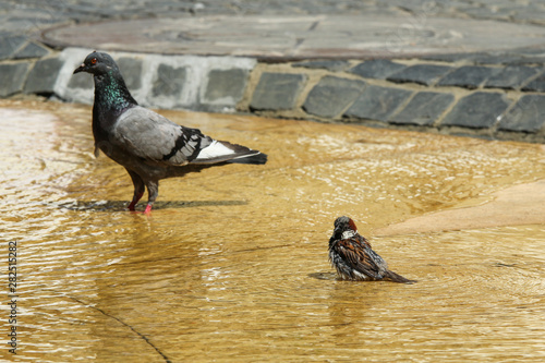 The sparrow is bathing in the water during the hot sunny day. He wants to cool him down. The pigeon is watching. 