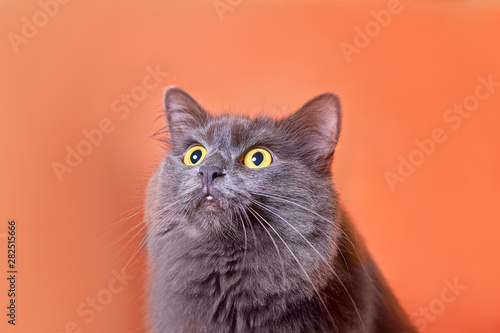 Closeup Surprised Nebelung cat with opened mouth