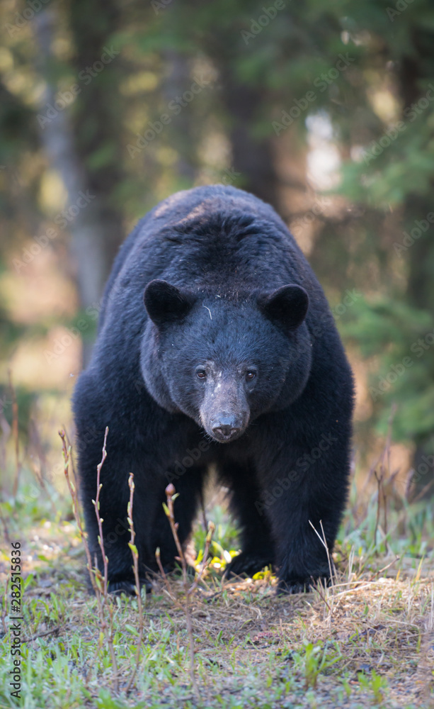 Black bear in the wild