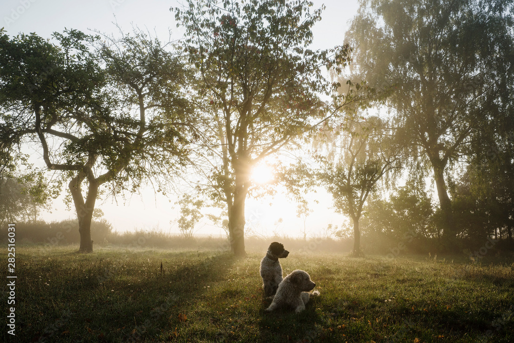 Spanish Water Dogs in idyllic rural field at sunrise Spanish Water Dogs in idyllic rural field at sunrise