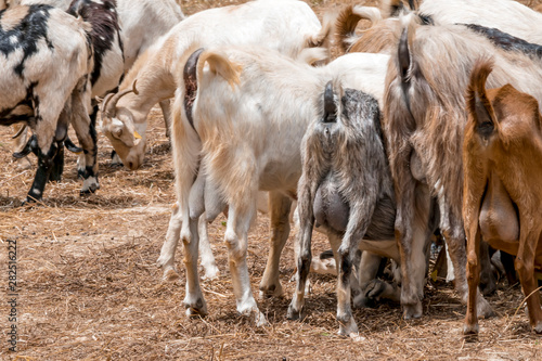 Herd of goats grazing on a pasture. The dairy goats are eating hay