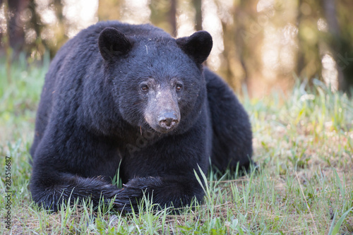 Black bear in the wild