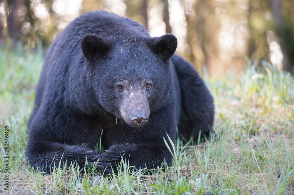 Black bear in the wild Black bear in the wild