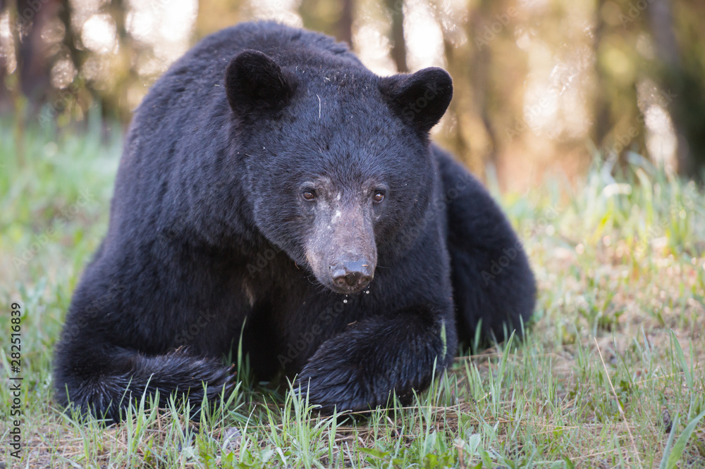 Fototapeta premium Black bear in the wild