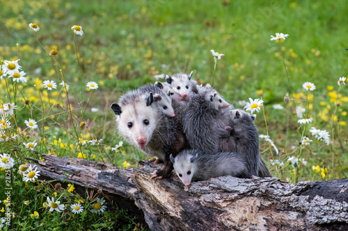 Opossum or Possum Mother with Joeys riding on her Back