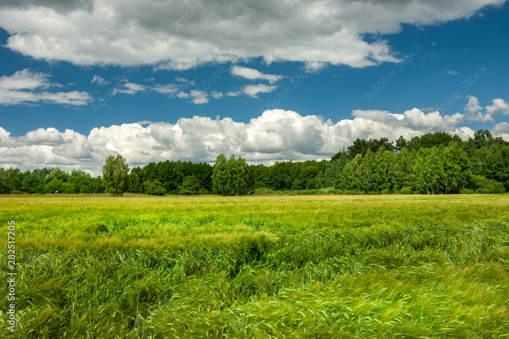 Green field of barley and forest