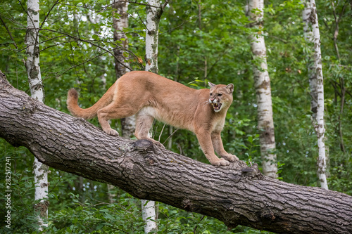 Snarling Mountain Lion climbing Down a Leaning Tree