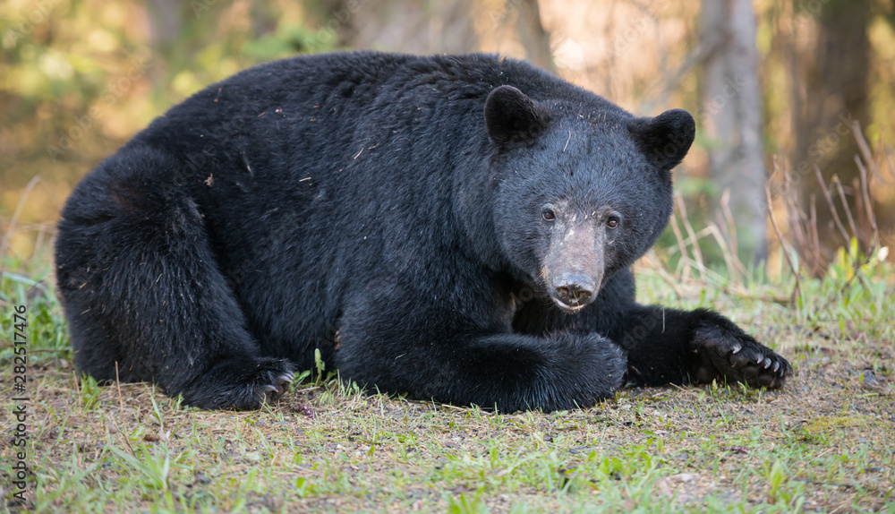 Fototapeta premium Black bear in the wild