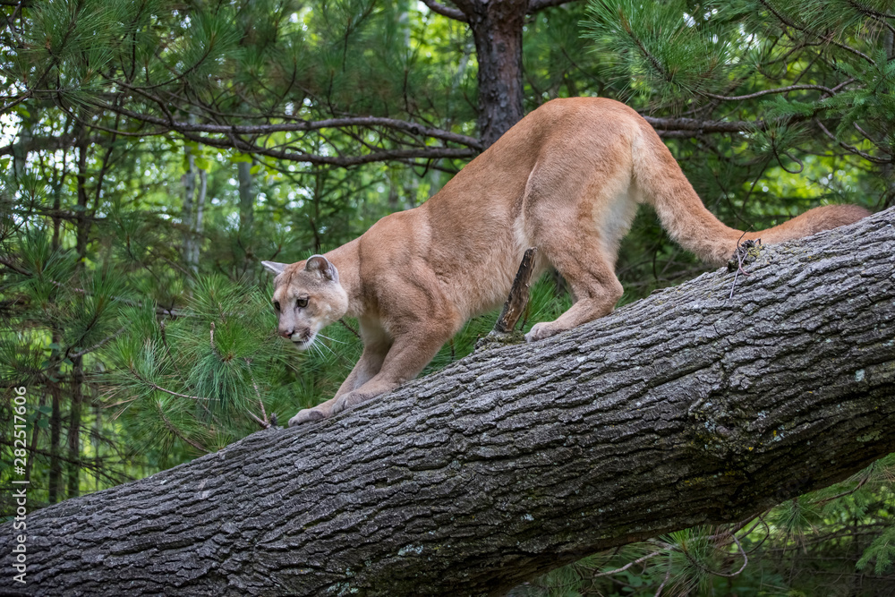 Fototapeta premium Mountain Lion Crouched on Descent down a Leaning Tree