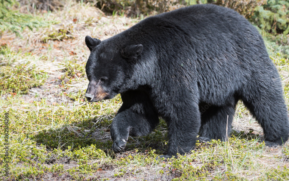 Fototapeta premium Black bear in the wild