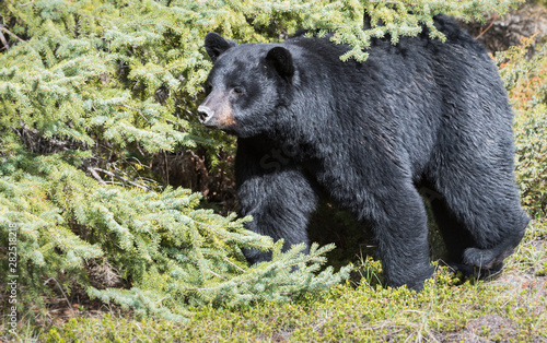 Black bear in the wild