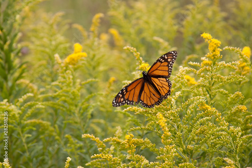 Canvas Print monarch butterfly on goldenrod
